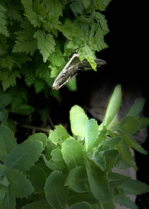 Nature; Grand paon de nuit